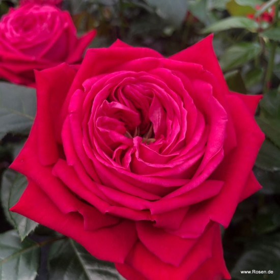 Ruby Kiss