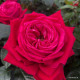 Ruby Kiss
