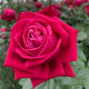 Ruby Kiss