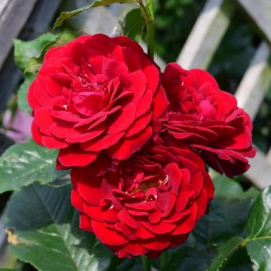 RED ABUNDANCE