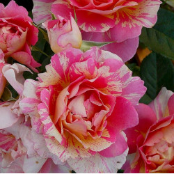 VANILLE FRAISE