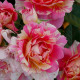 VANILLE FRAISE