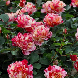 VANILLE FRAISE