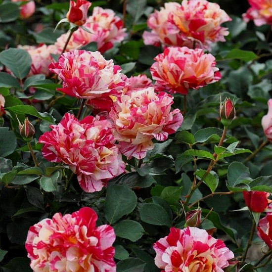 VANILLE FRAISE