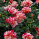 VANILLE FRAISE