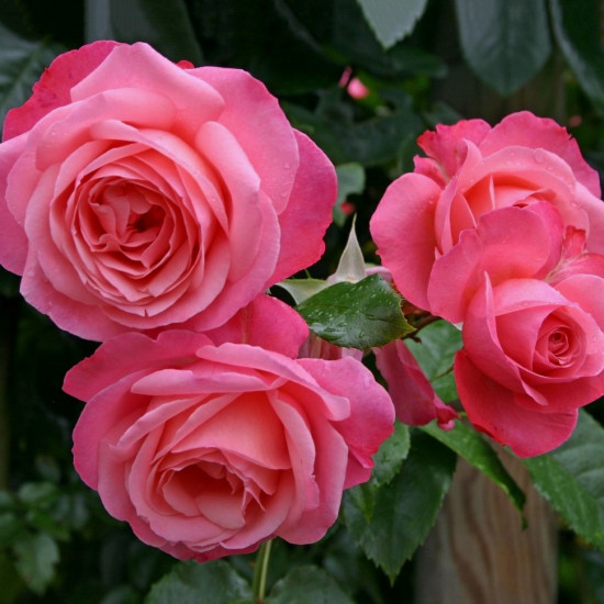 ROSANNA