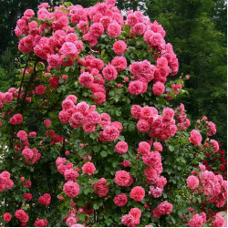 ROSARIUM UETERSEN 