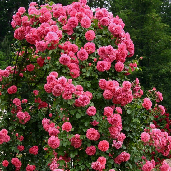 ROSARIUM UETERSEN 