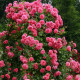 ROSARIUM UETERSEN 