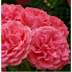 ROSARIUM UETERSEN 