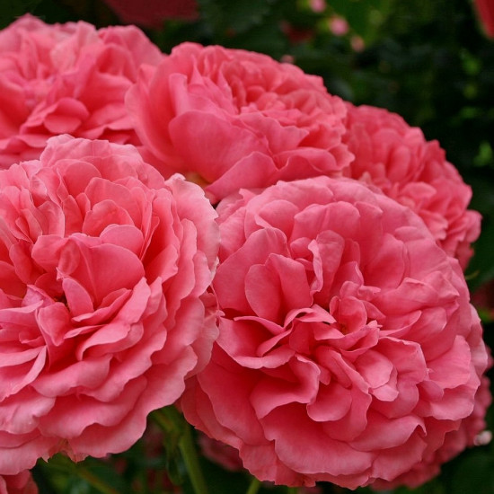 ROSARIUM UETERSEN 