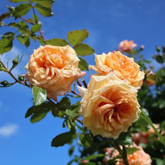 BAROCK
