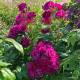 Purple Siluetta