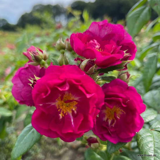 Purple Siluetta