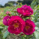 Purple Siluetta