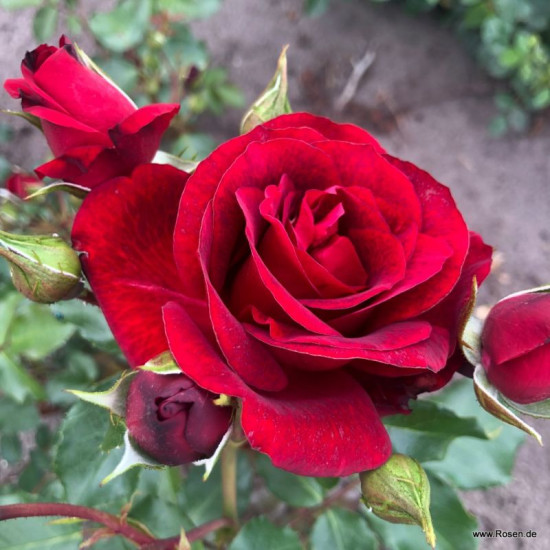 Royal Red