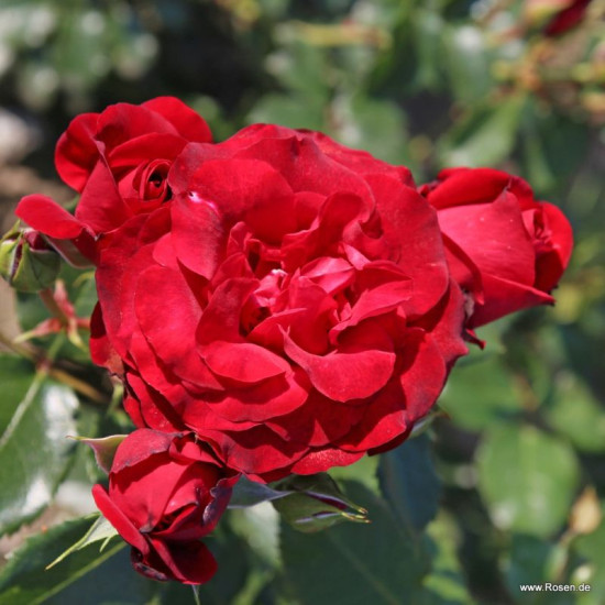 Royal Red
